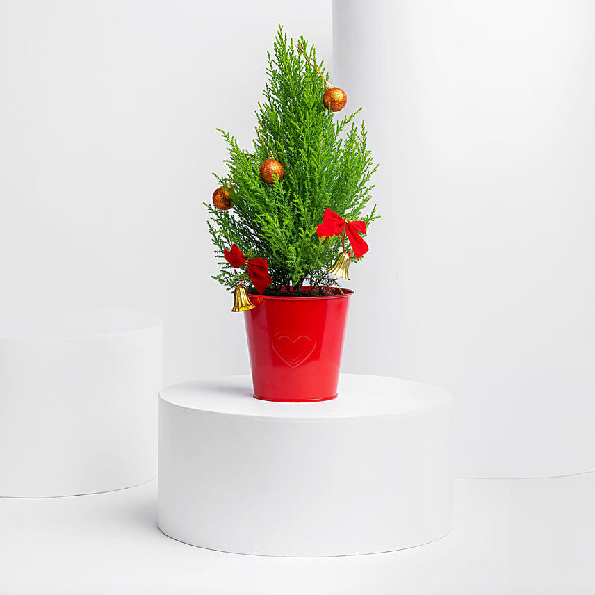 Xmas Cupressus Plant