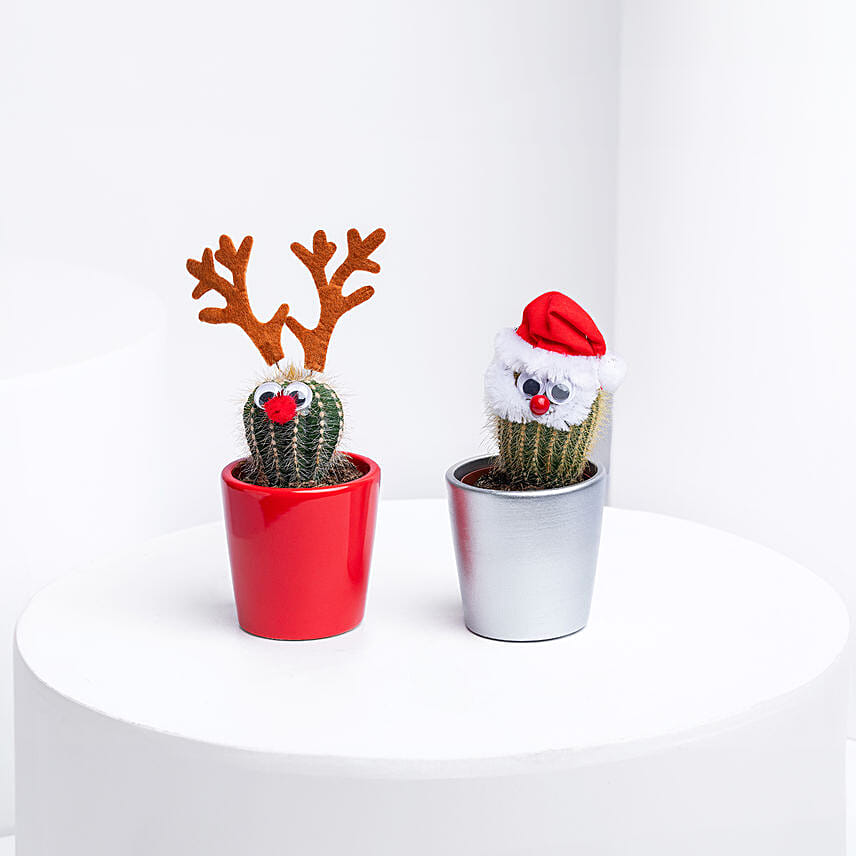 Xmas Theme cactus Plants