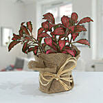 Lovely Fittonia Plant N Jute Wrapped Potted Plant