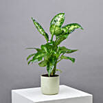 Dieffenbachia Compacta Plant