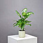 Dieffenbachia Compacta Plant