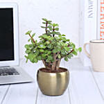 Jade Plant In Gold Tone Metal Pot