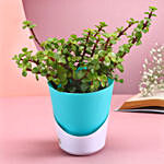 Turquoise Prosperous Jade Plant