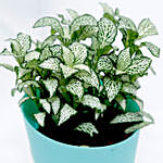 Fittonia Plant