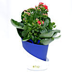 Kalanchoe Plant with Pot