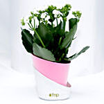 Kalanchoe Plant