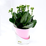 Kalanchoe Plant