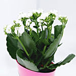 Kalanchoe Plant