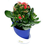 Kalanchoe Plant with Pot