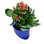 Kalanchoe Plant with Pot