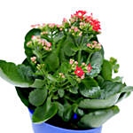 Kalanchoe Plant with Pot