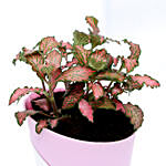 Red Fittonia Plant