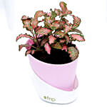 Red Fittonia Plant