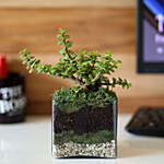 Jade Plant 4 Glass Terrarium