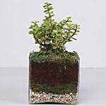 Jade Plant 4 Glass Terrarium