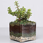 Jade Plant 4 Glass Terrarium