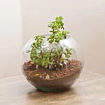 Jade Plant Terrarium In Glass Vase