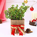 Jade Plant Christmas Vase