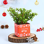 Jade Plant Seasons Greeting Vase