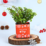 Jade Plant Seasons Greeting Vase