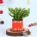 Jade Plant Seasons Greeting Vase