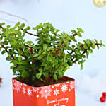 Jade Plant Seasons Greeting Vase