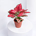 Red Aglaonema Plant