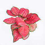 Red Aglaonema Plant