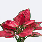 Red Aglaonema Plant