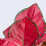 Red Aglaonema Plant