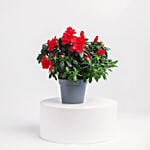 Red Azalea Plant