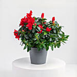 Red Azalea Plant