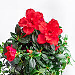 Red Azalea Plant