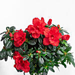 Red Azalea Plant