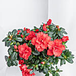 Red Azalea Plant