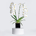 White Orchid Plant with Pot