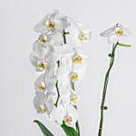 White Orchid Plant with Pot