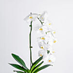 White Orchid Plant with Pot