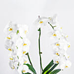 White Orchid Plant with Pot