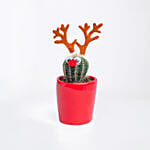 Xmas cactus Plant In Red Pot