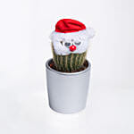 Xmas cactus Plant In Silver Pot