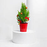 Xmas Cupressus Plant