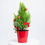 Xmas Cupressus Plant