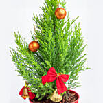 Xmas Cupressus Plant