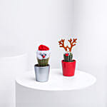 Xmas Theme cactus Plants