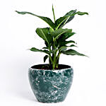 Potted Dieffenbachia Green Magic