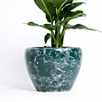 Potted Dieffenbachia Green Magic