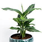 Potted Dieffenbachia Green Magic