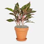 Aglaonema Siam Plant In Beautiful Pot