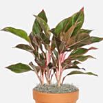 Aglaonema Siam Plant In Beautiful Pot